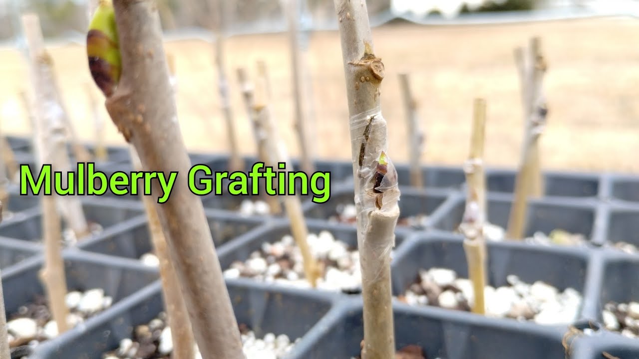 How To Graft Mulberries - Chip Bud Graft