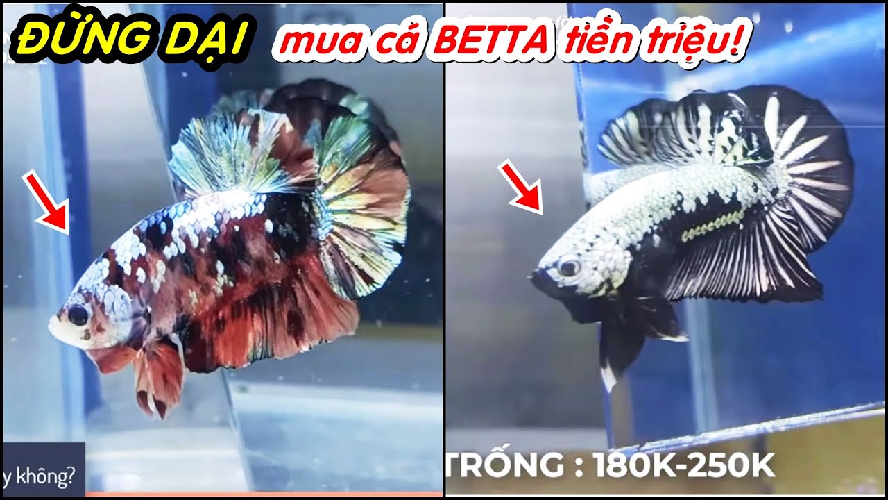 LÝ DO bạn không nên mua cá BETTA có giá tiền TRIỆU!
