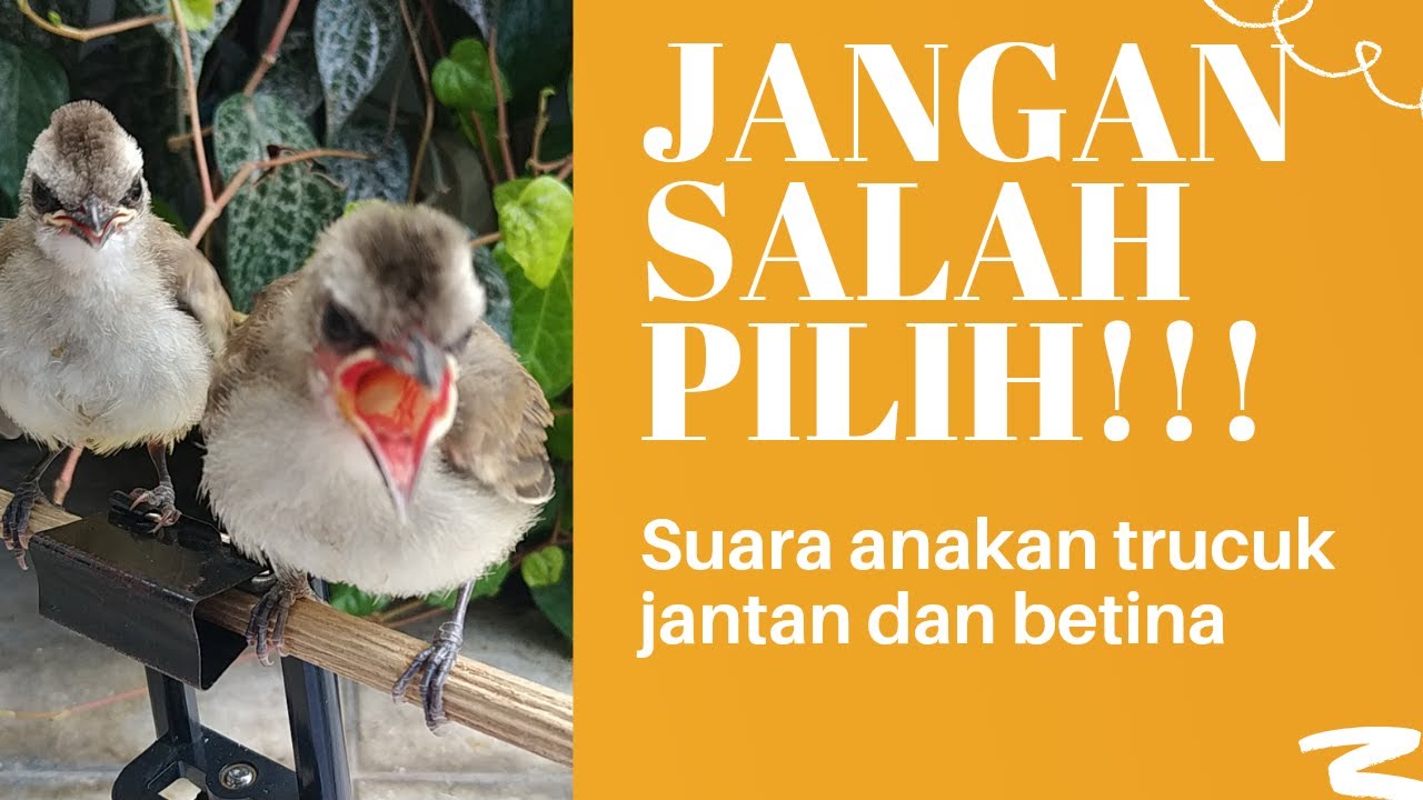 SUARA ANAKAN TRUCUK JANTAN DAN BETINA UMUR 15 HARI