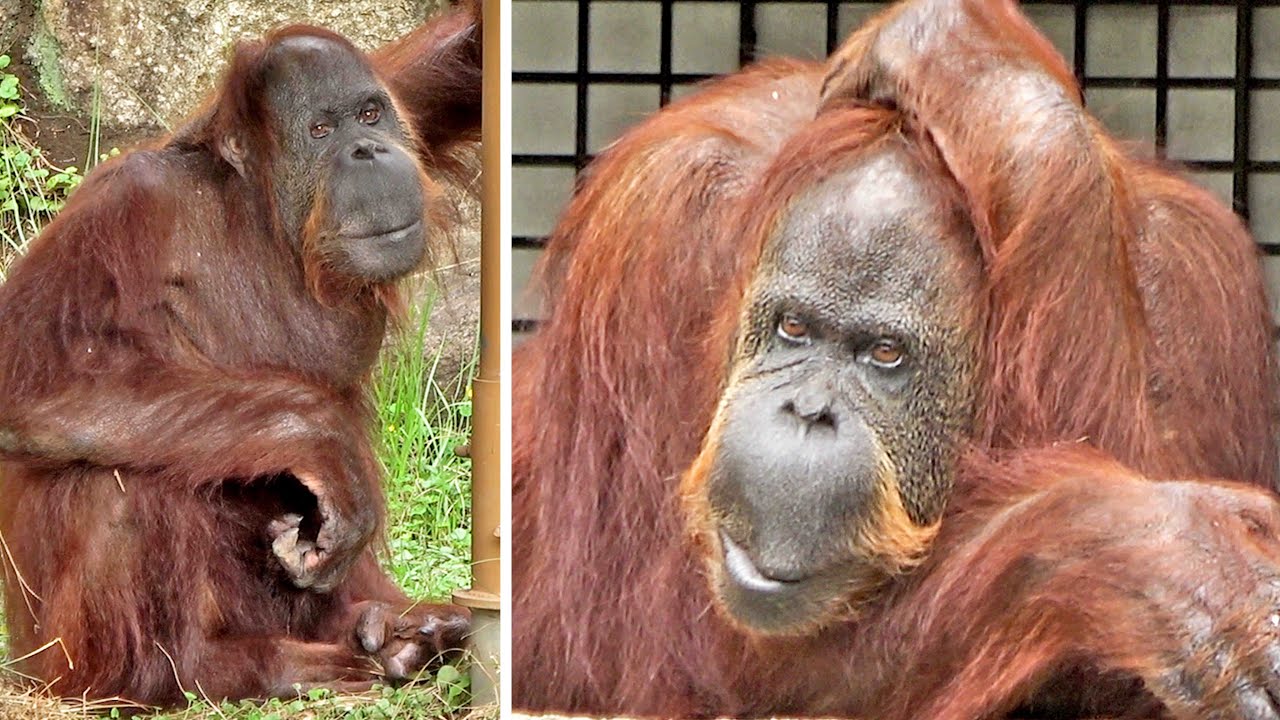 8月に3回、外の放飼場へ出たジュリーさん最後の動画と、ジュリーさん亡き後、1人で第1放飼場へ出たチェリア・オランウータン　2025/08/01.12.14.22