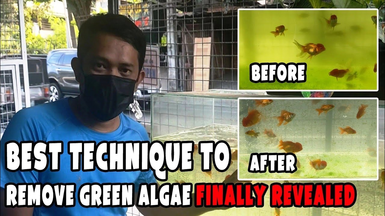 How to remove green water in your  fish tank | Technique to have a good quality of water REVEALED!