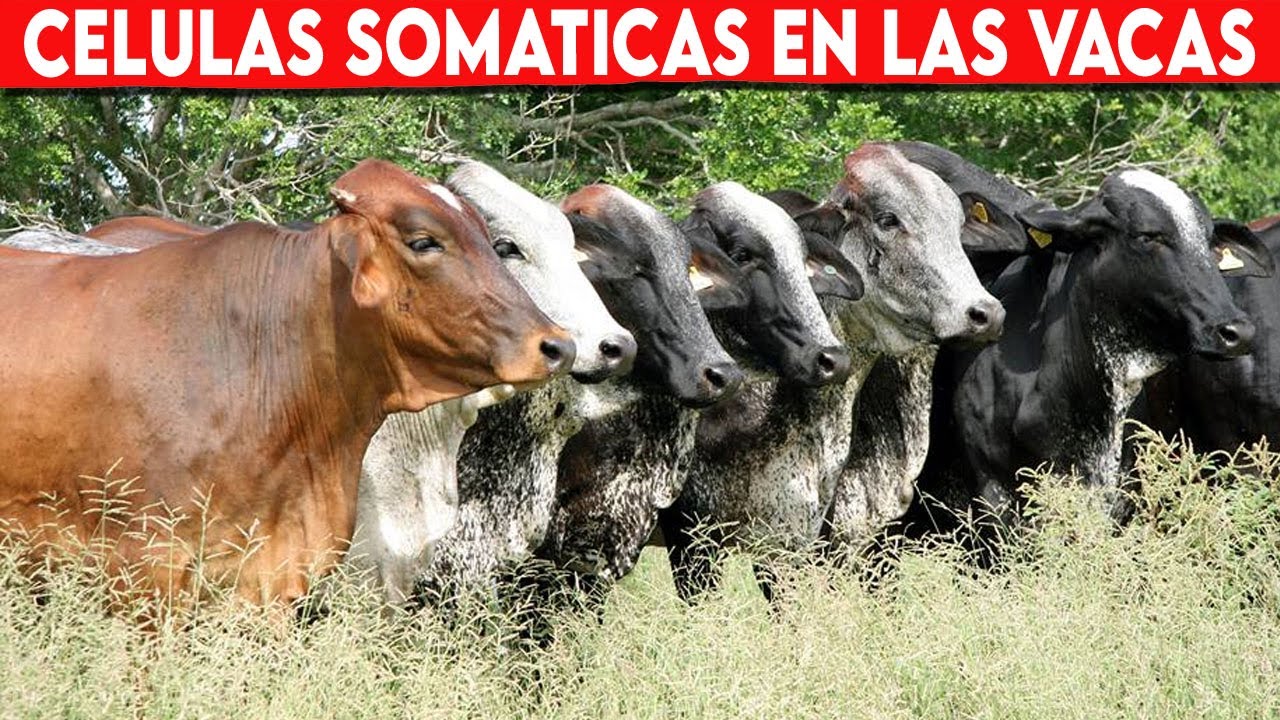 🔴 Que Son Las CELULAS SOMATICAS En Las VACAS ✅ Vacas Lecheras / Doble Prop&oacute;sito
