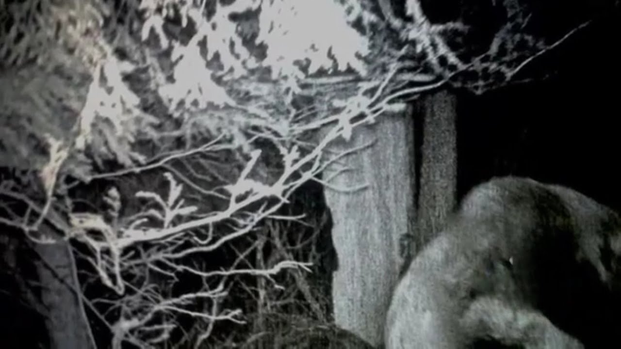 The Grafton Monster (The Headless Horror) Caught on camera