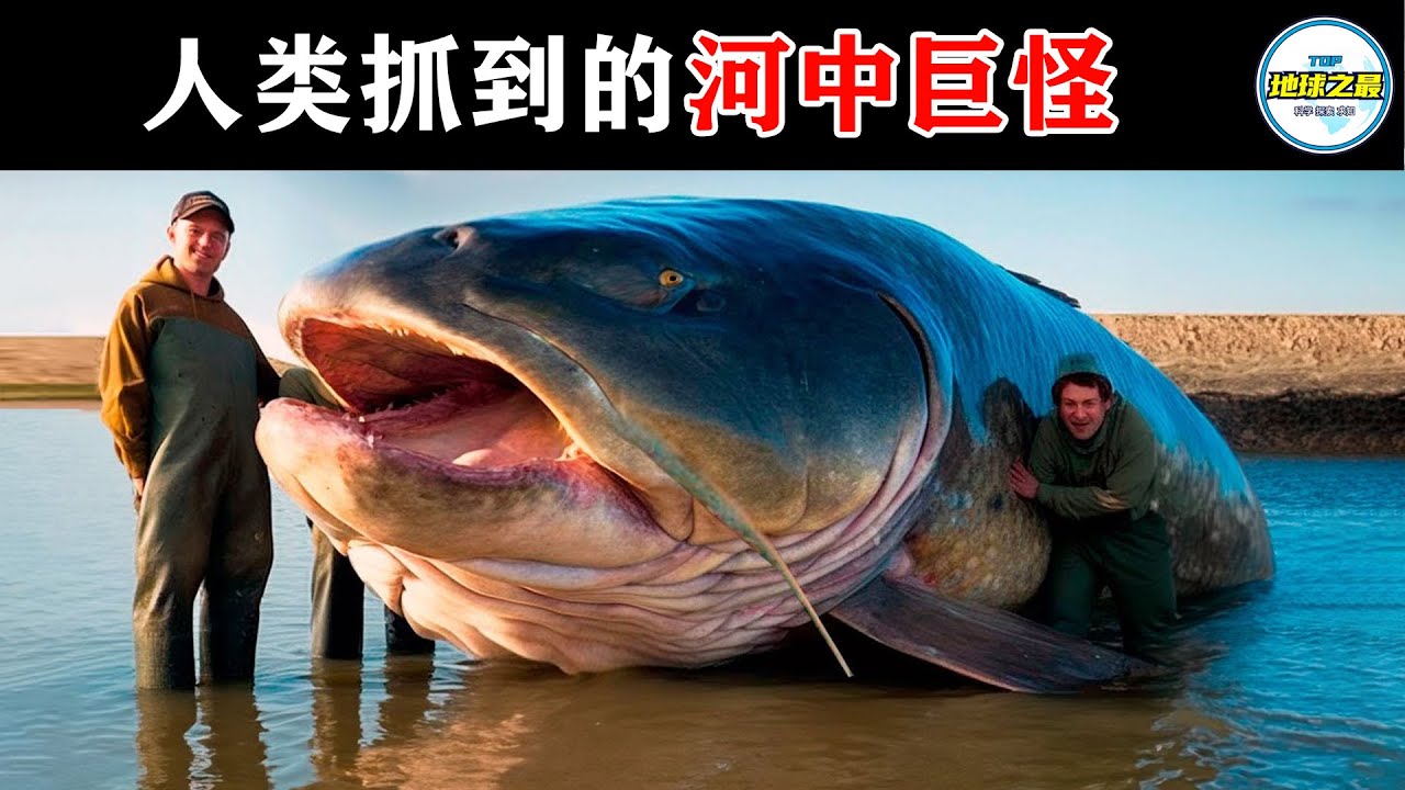 恐怖的食人巨兽！史上捕获的15条最大河怪！丨地球之最#冷知识 #排名 #世界之最#难以置信 #惊人画面 #动物 #动物世界#世界之最top#惊人发现#怪异生物#出类拔萃#top10