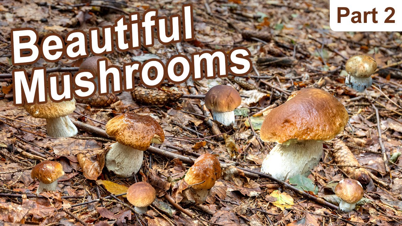 Mushroom Hunting - September 2022 - Cep | Penny Bun | King bolete | Boletus edulis | Funghi Porcini