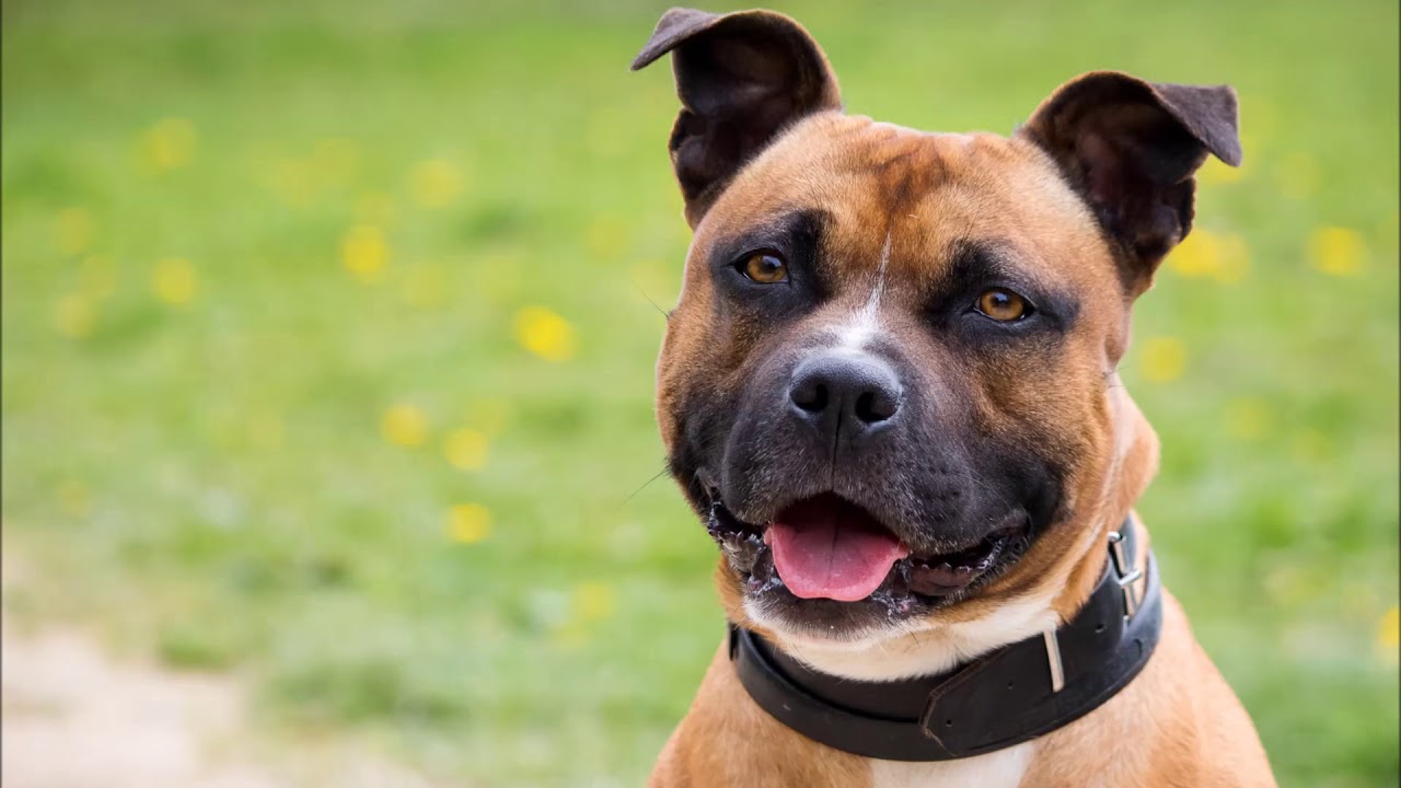 Opvang na opvang HR honden