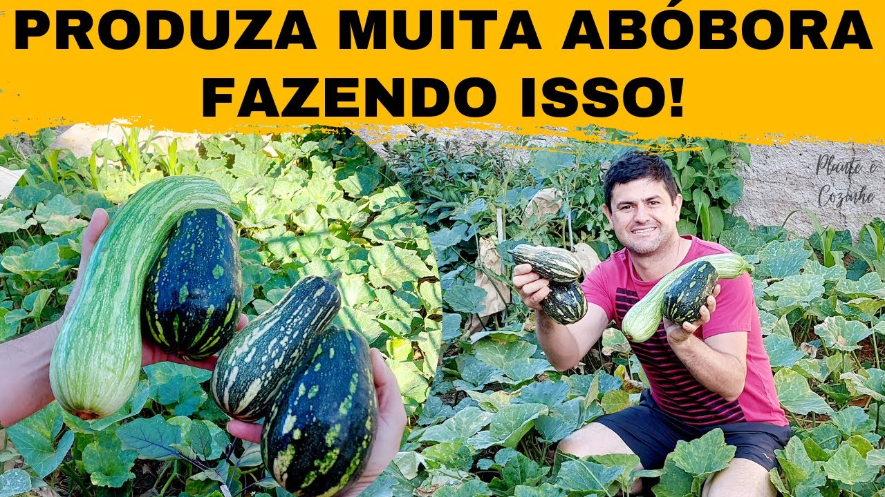 DICAS INCRÍVEIS para fazer a ABÓBORA PRODUZIR RÁPIDO frutos grandes bonitos e ORGÂNICOS!