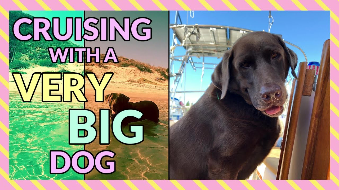 Cruising with a VERY BIG dog - Ep25 | Sailing Stella J - Cruising the Sea of Cortez