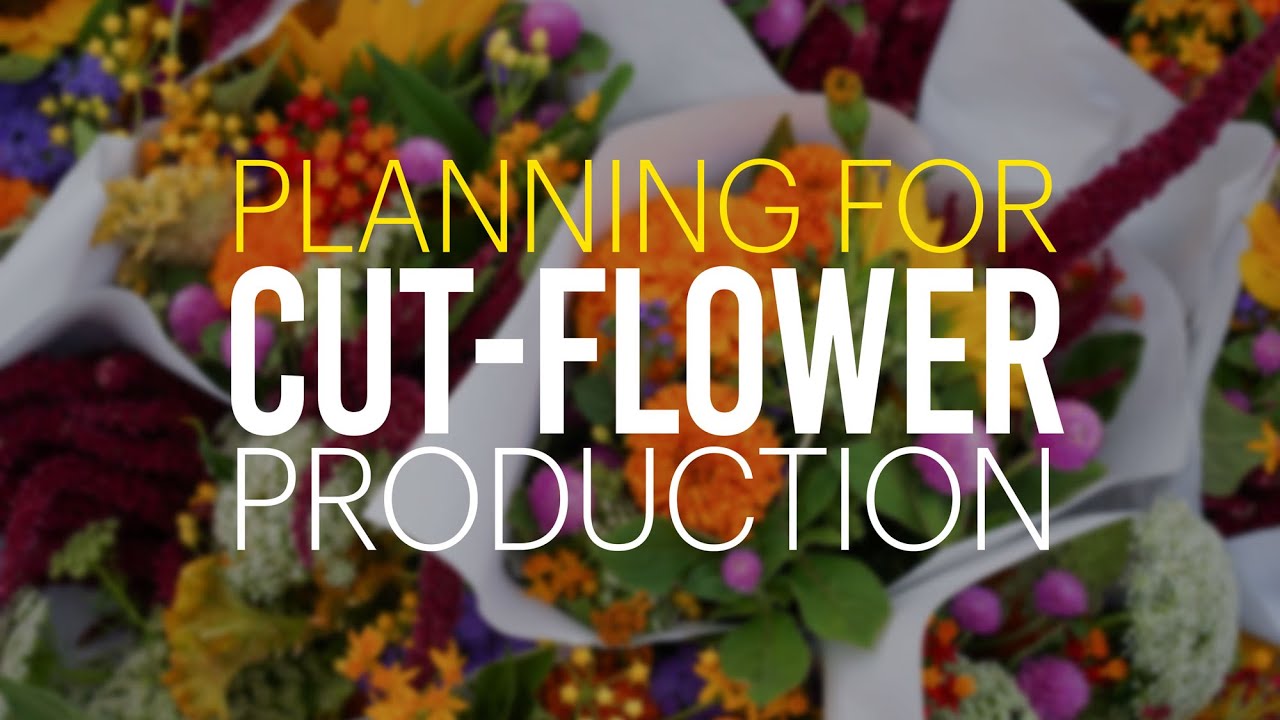 Planning for Cut Flower Production