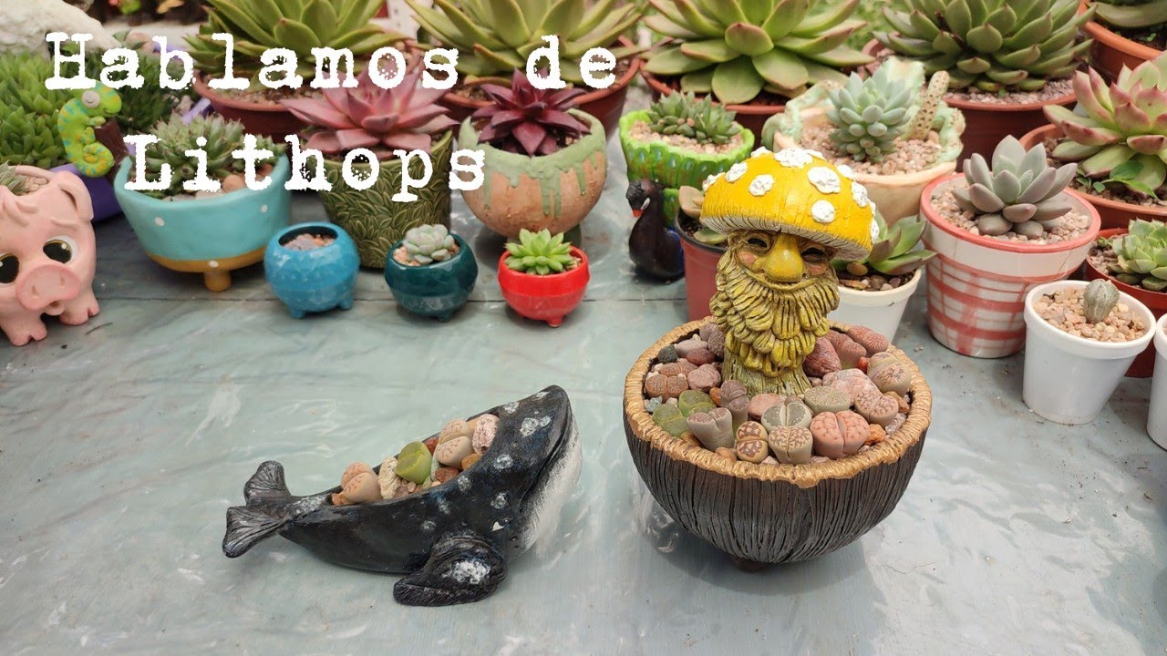 Hablamos de Lithops: características, cuidados y realizamos un arreglo| Corazón de Cactus