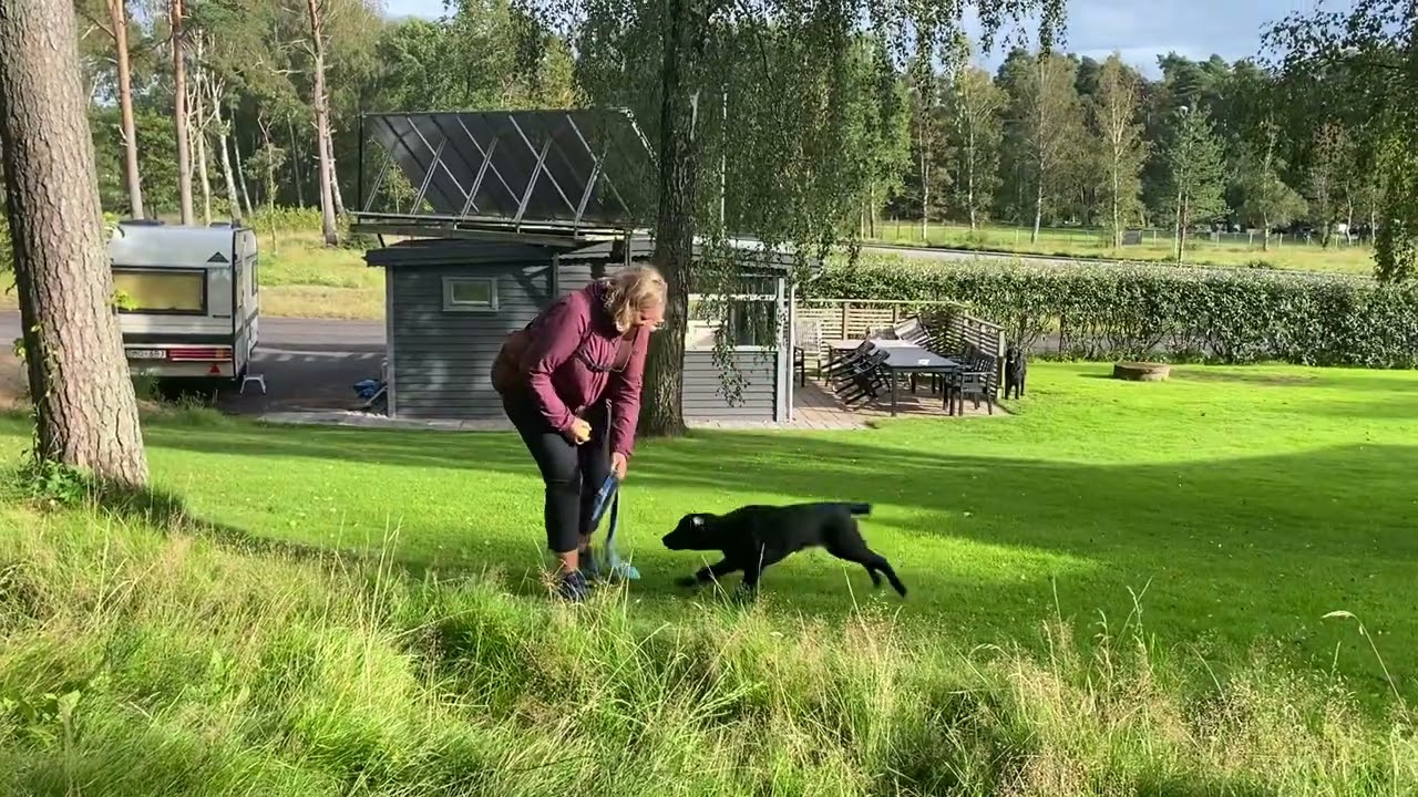 Valp - Inl&auml;rning apportering (3-6 m&aring;n)