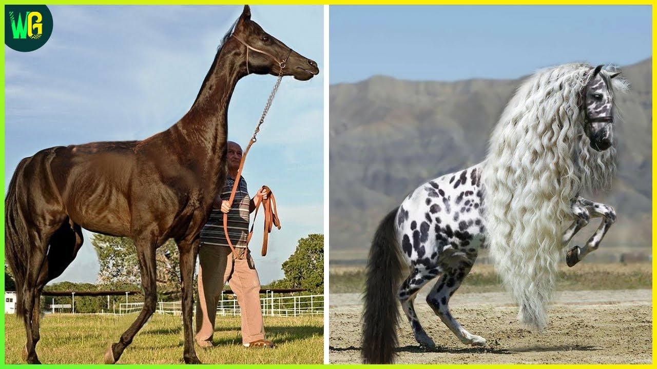 इन घोड़ों को आपने पहले कभी नहीं देखा होगा | Rare Species of Horses