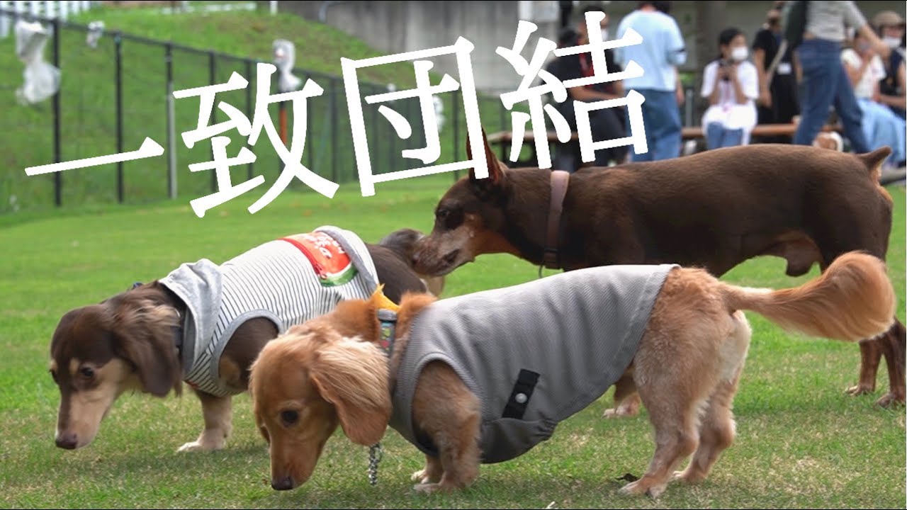 《2021.9.11》成長著しいるぱん！今回のドッグランでは凄まじい動きを見せてくれました♪０歳