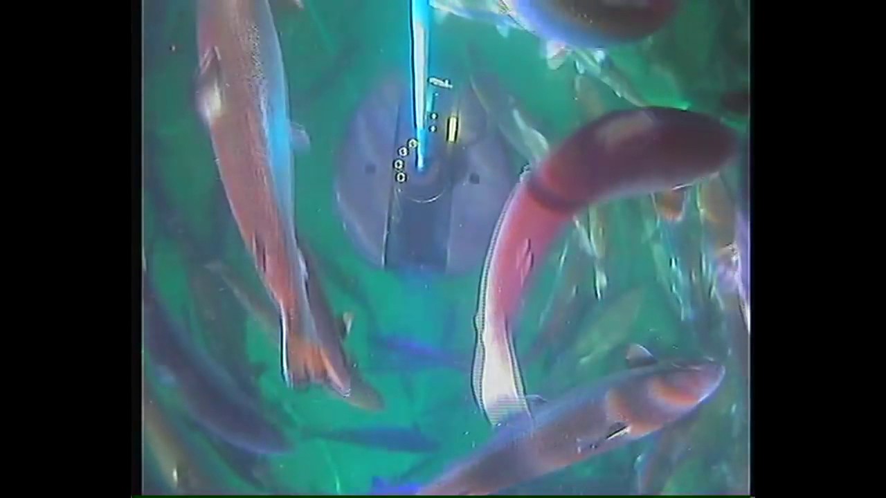 Underwater Stingray Laser Zaps Salmon to Kill Lice