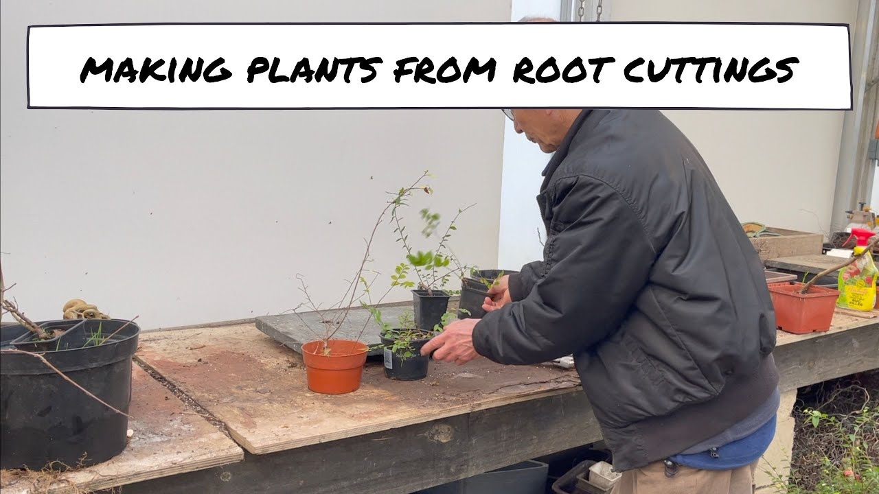 Making Bonsai from Root Cuttings