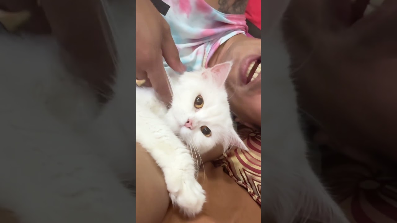 My baby Hebe, Clingy cats: proof that unconditional love exists,with conditions. 