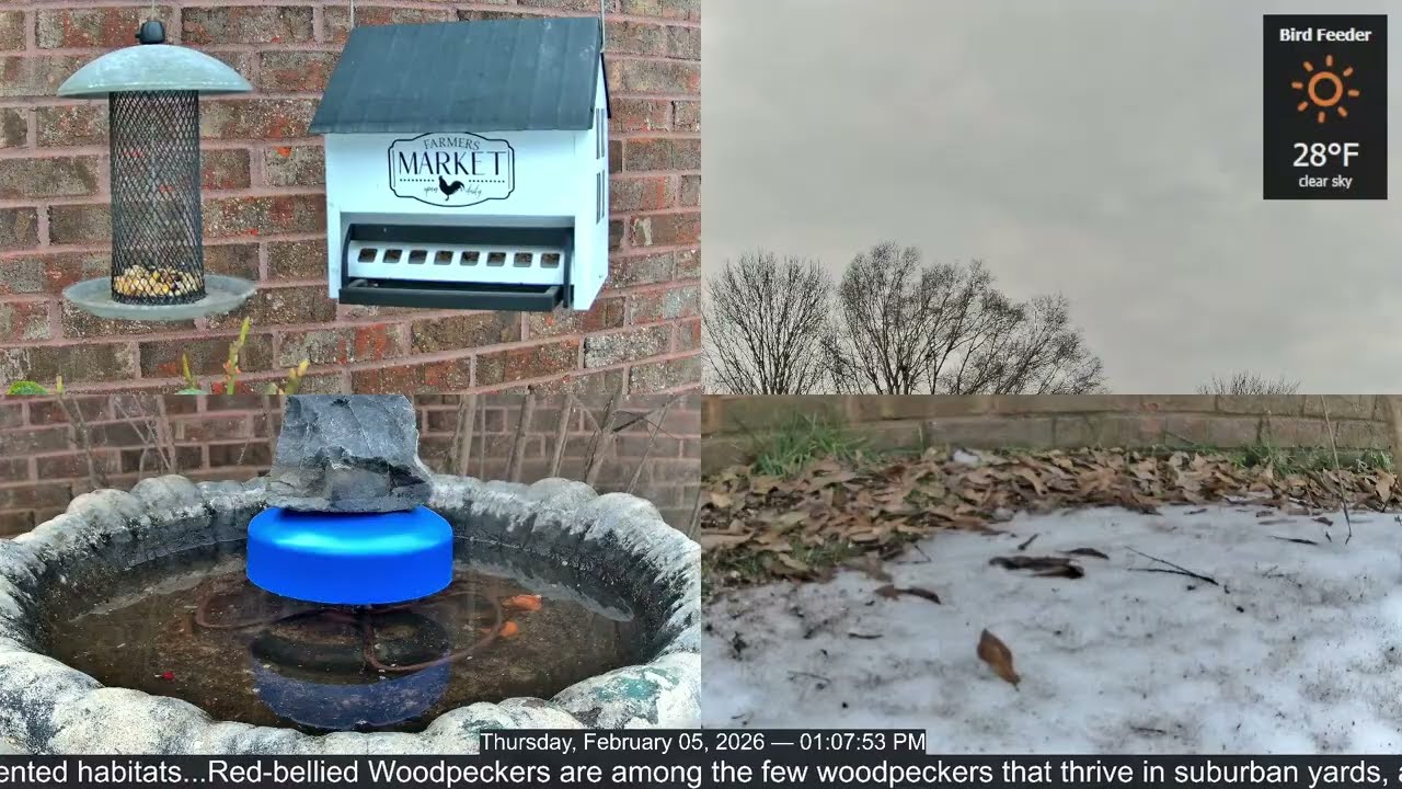 LIVE Bird Feeder Cam | Flock Around the Clock 🐦 | 2/5/2026