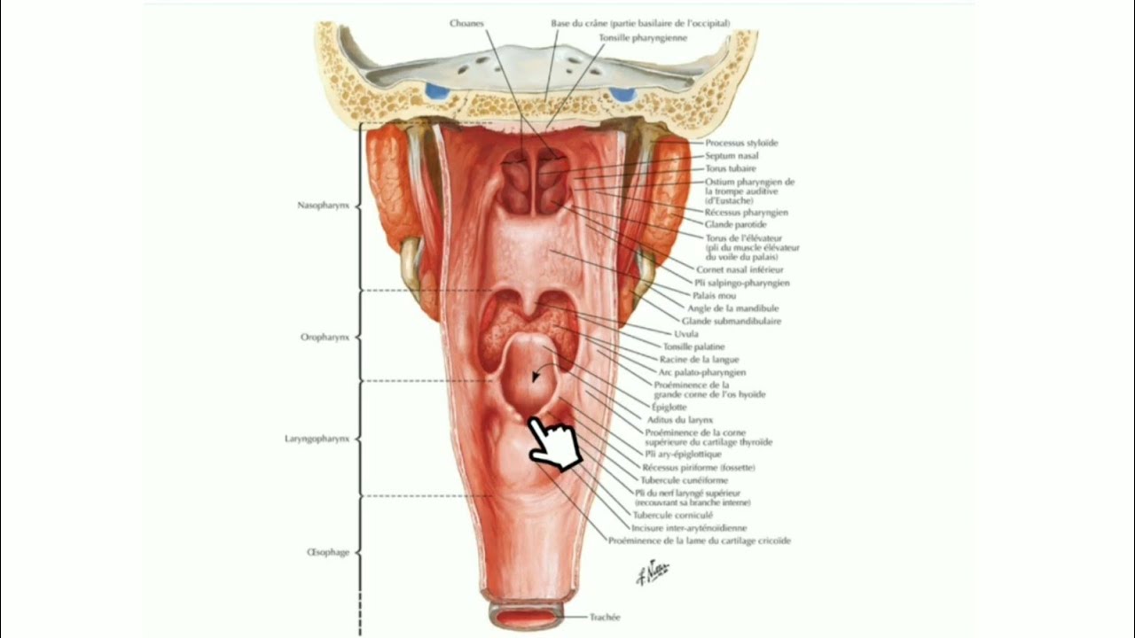 anatomie du larynx partie 2