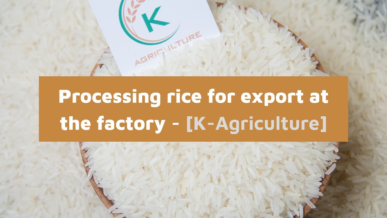Processing rice for export at the factory| Rice factory  - [K-Agriculture]