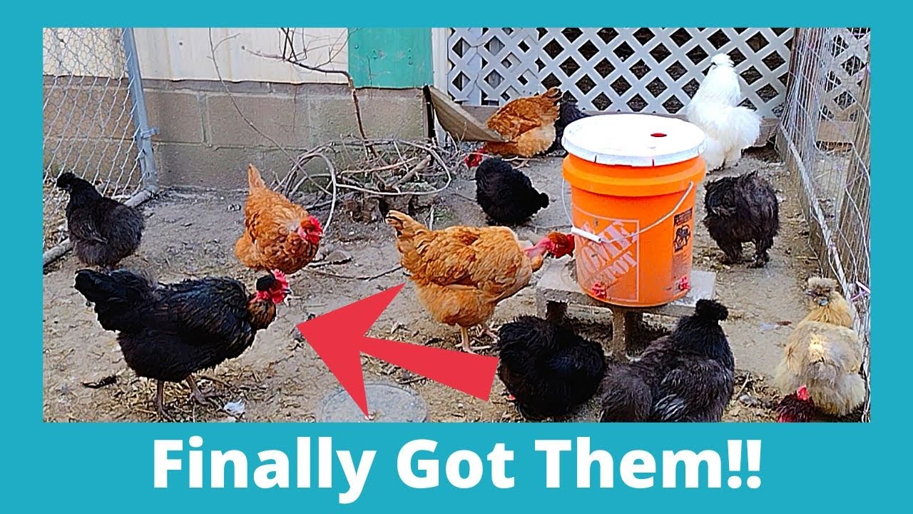 Turken Chickens New Hens