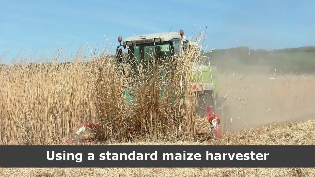 Miscanthus Year