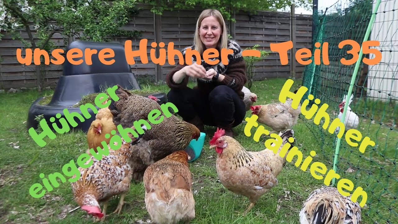 unsere Hühner Teil 35: Hühner aneinander und an mich gewöhnen - Hühnertraining und News