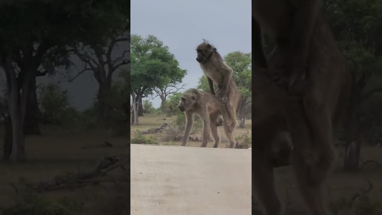 Baboons having sex #onlyfansbaboons