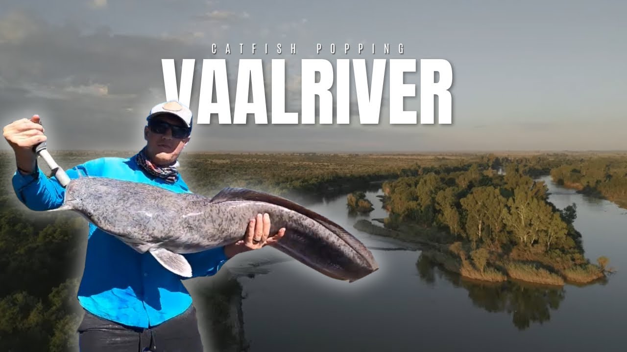 VISkunde -  VAALRIVER catfish popping (Baber prop)