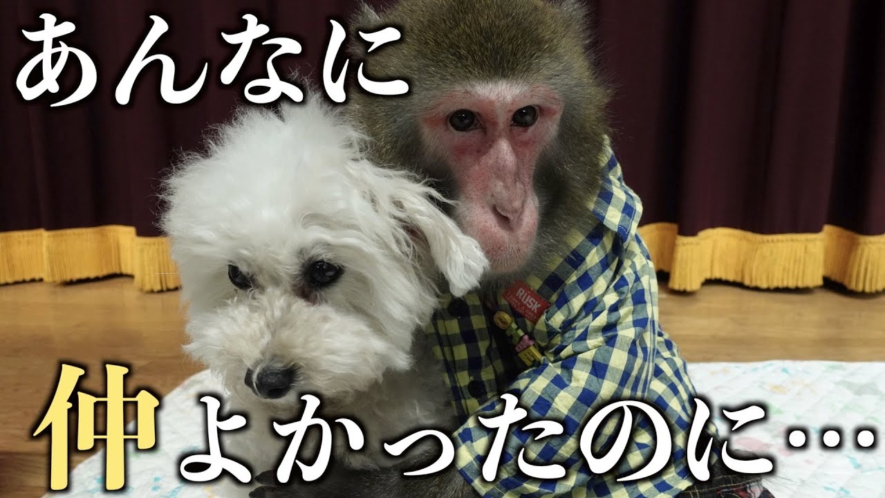 仲良しだった犬と猿の関係性が壊れてしまうかもしれません