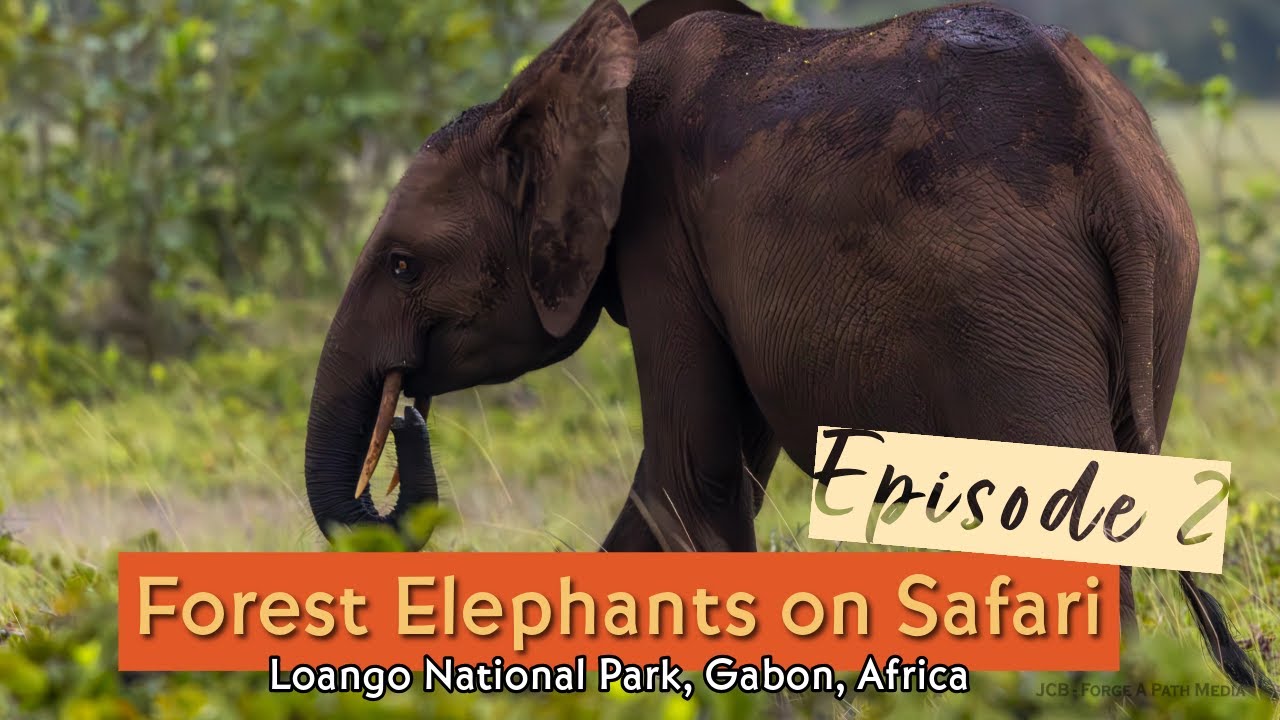 Safari in Gabon, Africa: Elephants, Buffalos, and Crocodiles.