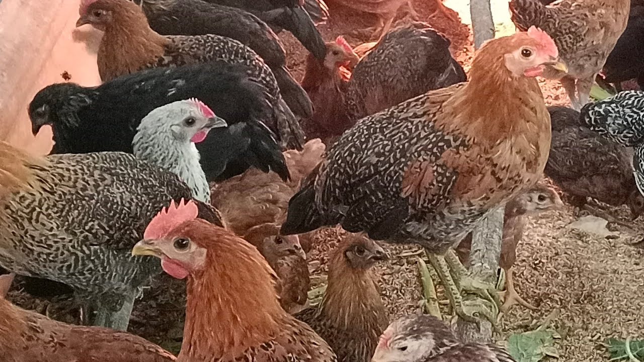 गावरान कोंबडी लाईव्ह व्हिडिओ आहे, एकदा नक्की बघा 🐓🐓 | 