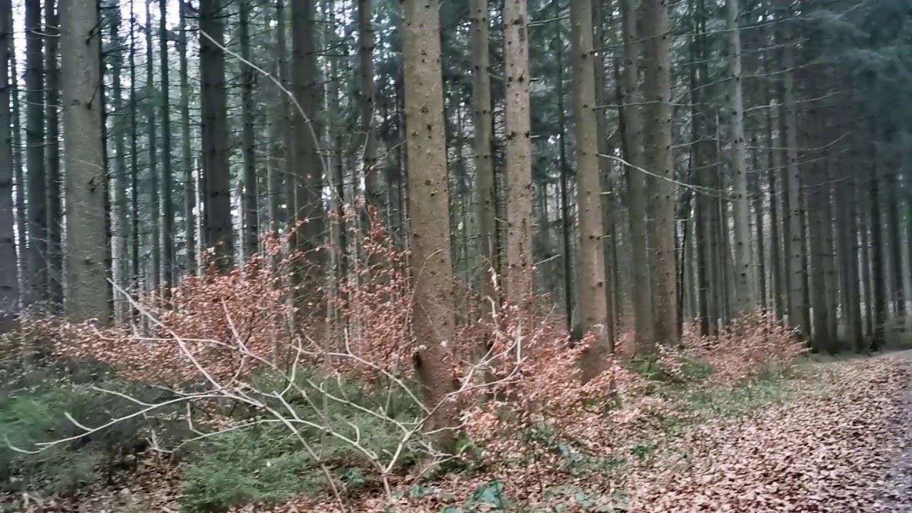 Beautiful little forest behind Bobingen City, Augsburg 🌲🌲🌲