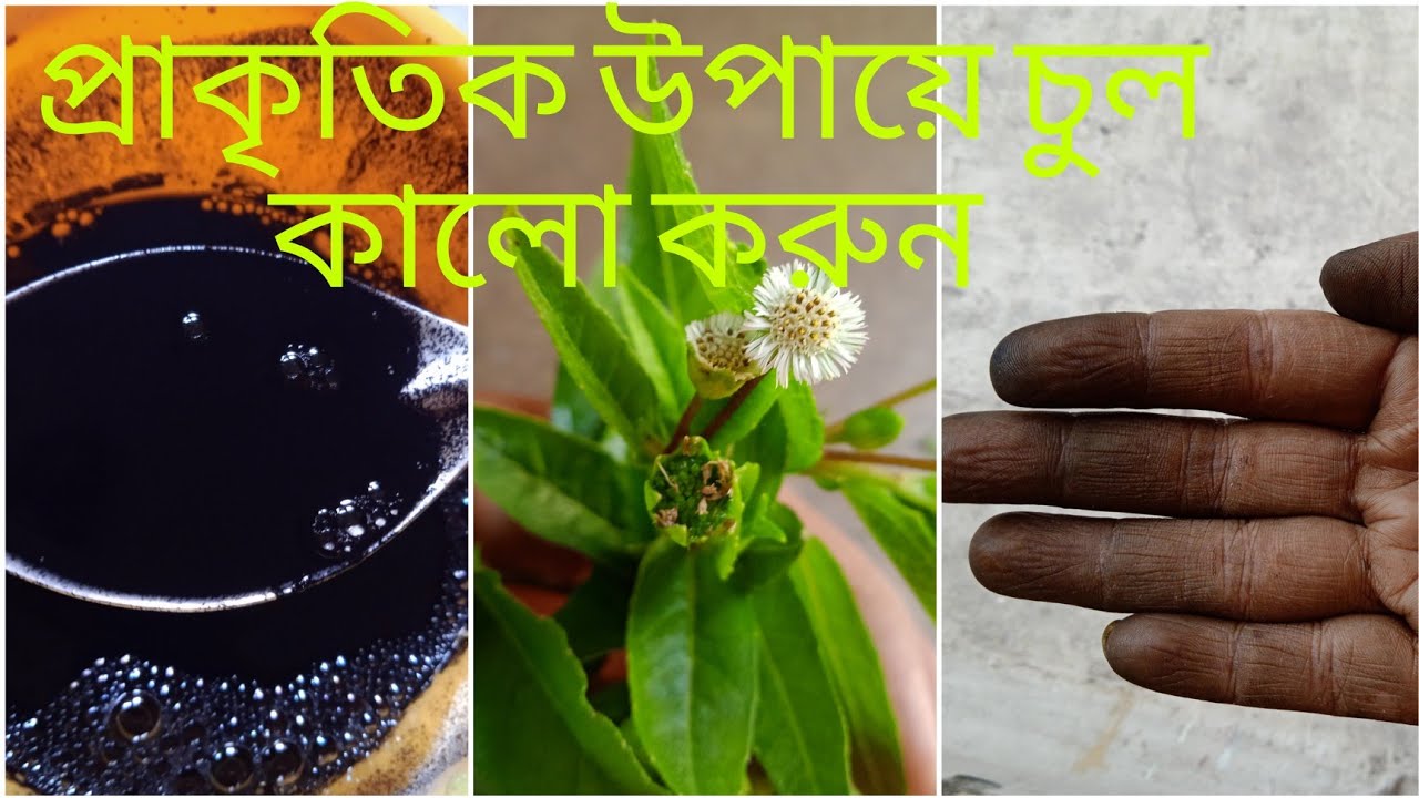 কোন খরচ ছাড়া চুল কালো করুন প্রাকৃতিক উপায়ে#indianvloggermaya #bengalivlog @sangitasrealvlogs1461