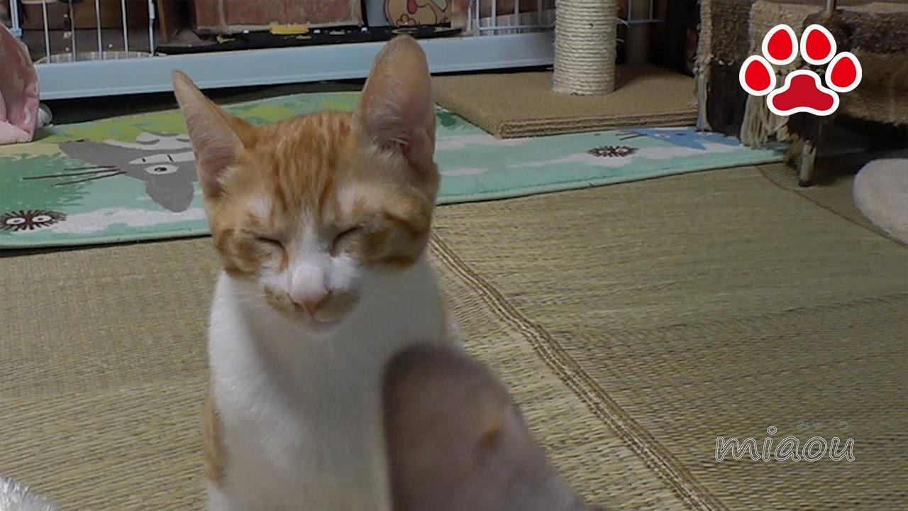 Котенок ждать. Waiting for Churu Snack Maya