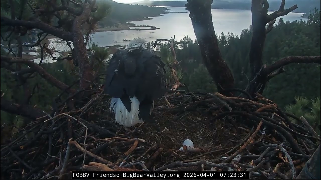 Jackie incubates almost 20 hours, takes break, Shadow came to help | 4.1.26