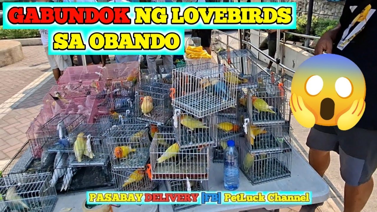 LOVEBIRDS SALE SA OBANDO BULACAN