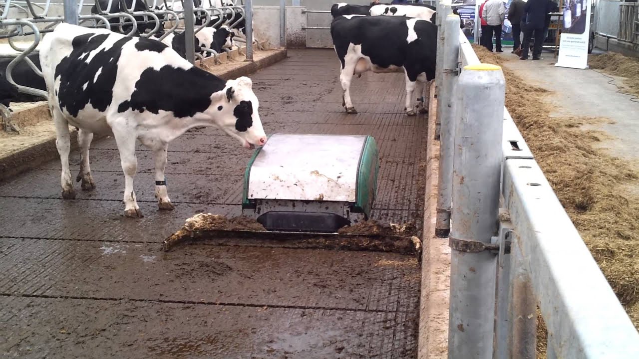 Berkel Beton met Joz mestrobot in Serre stal