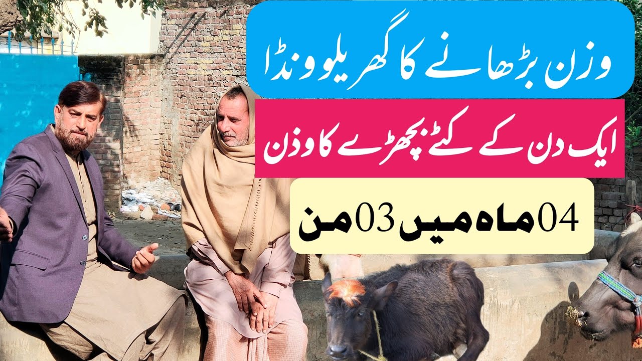 Increase Weight upto 120 kilogram In Cow Buffalo Calves | katay Aur بچھڑوں Ka وزن Barhain 03 من