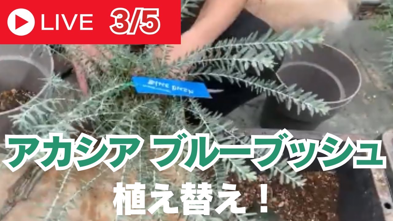 アカシア ブルーブッシュの植え替え！