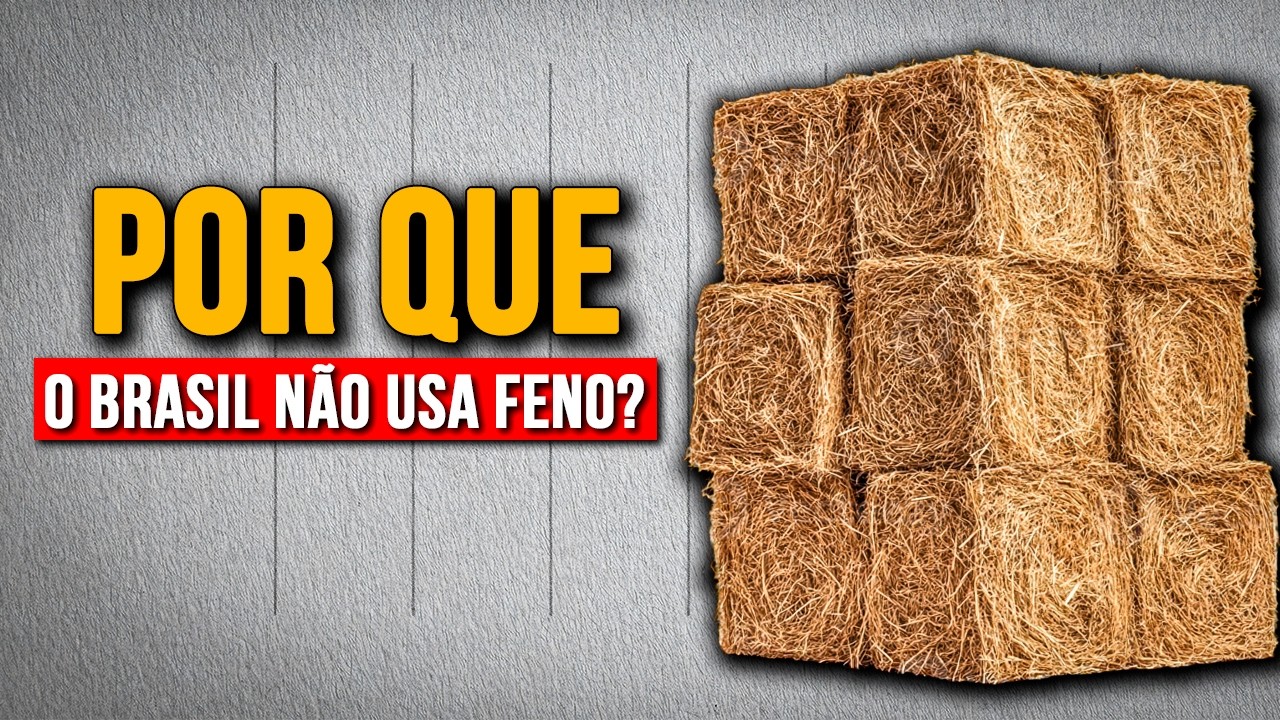 Por que no Brasil se usa SILAGEM e nos Estados Unidos FENO? (não é o que você imagina)