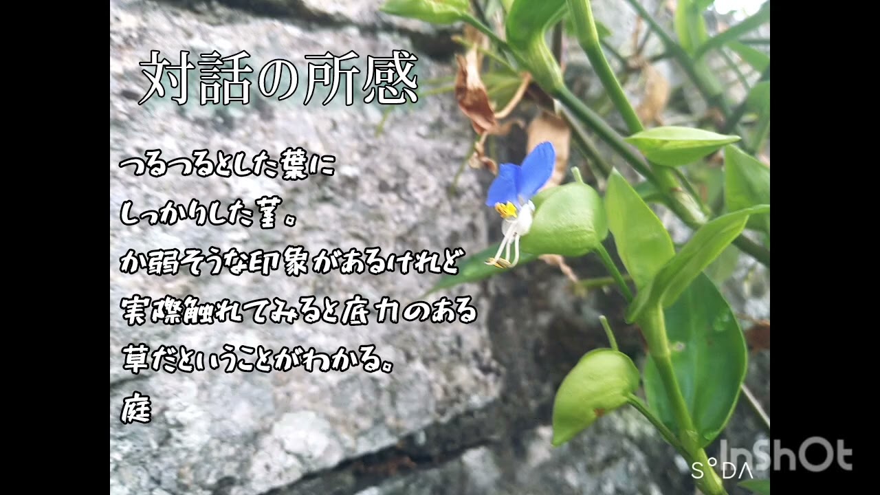 薬草ひとくち紹介・対話【ツユクサ】
