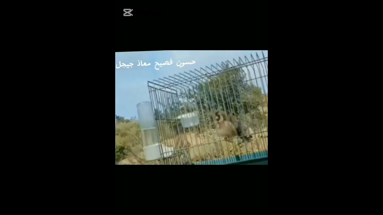 دوق لعسل بودنيك حسون يعرف يغني