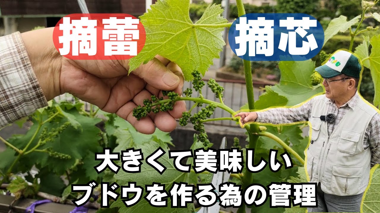 ブドウの摘芯と摘蕾作業【５月に行う管理】【庭先】【巨峰】2024年5月6日
