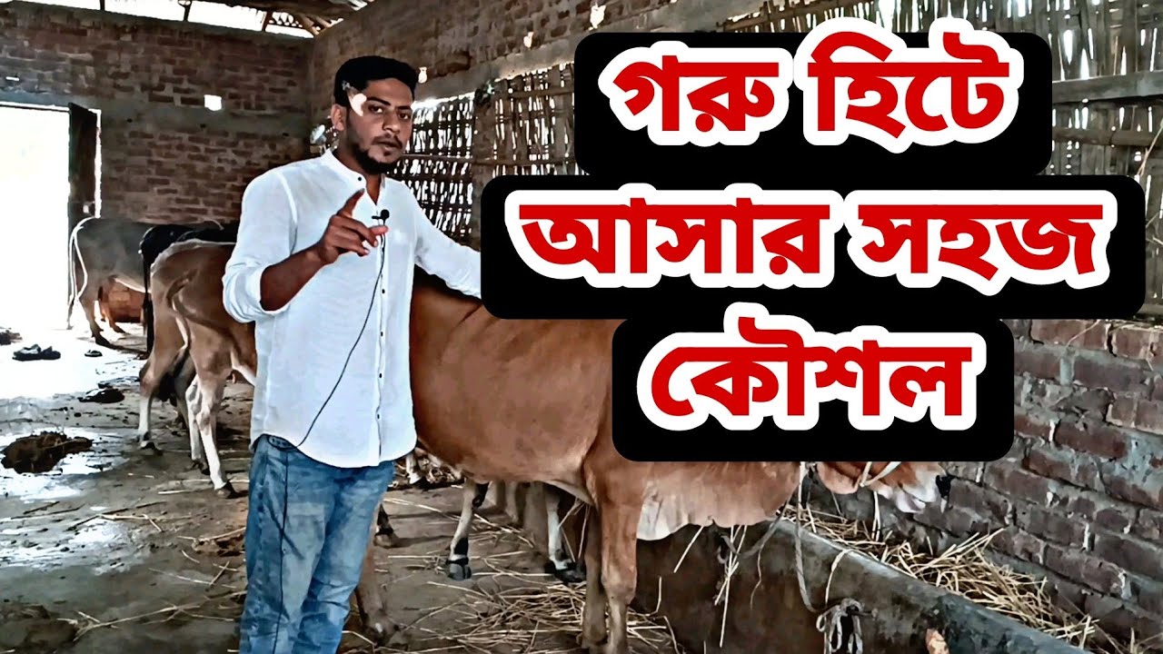 গরু হিটে আসার  সহজ কৌশল  জানুন।