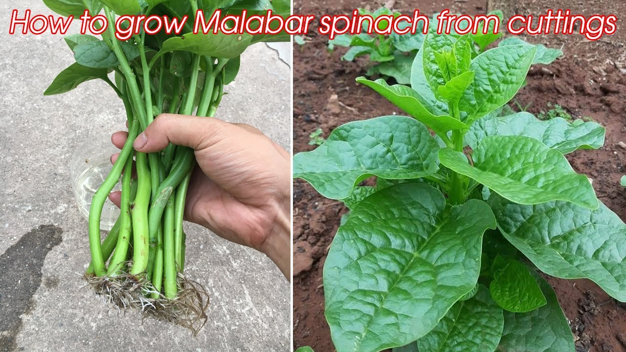 How to grow Malabar spinach from cuttings, easy for beginners
