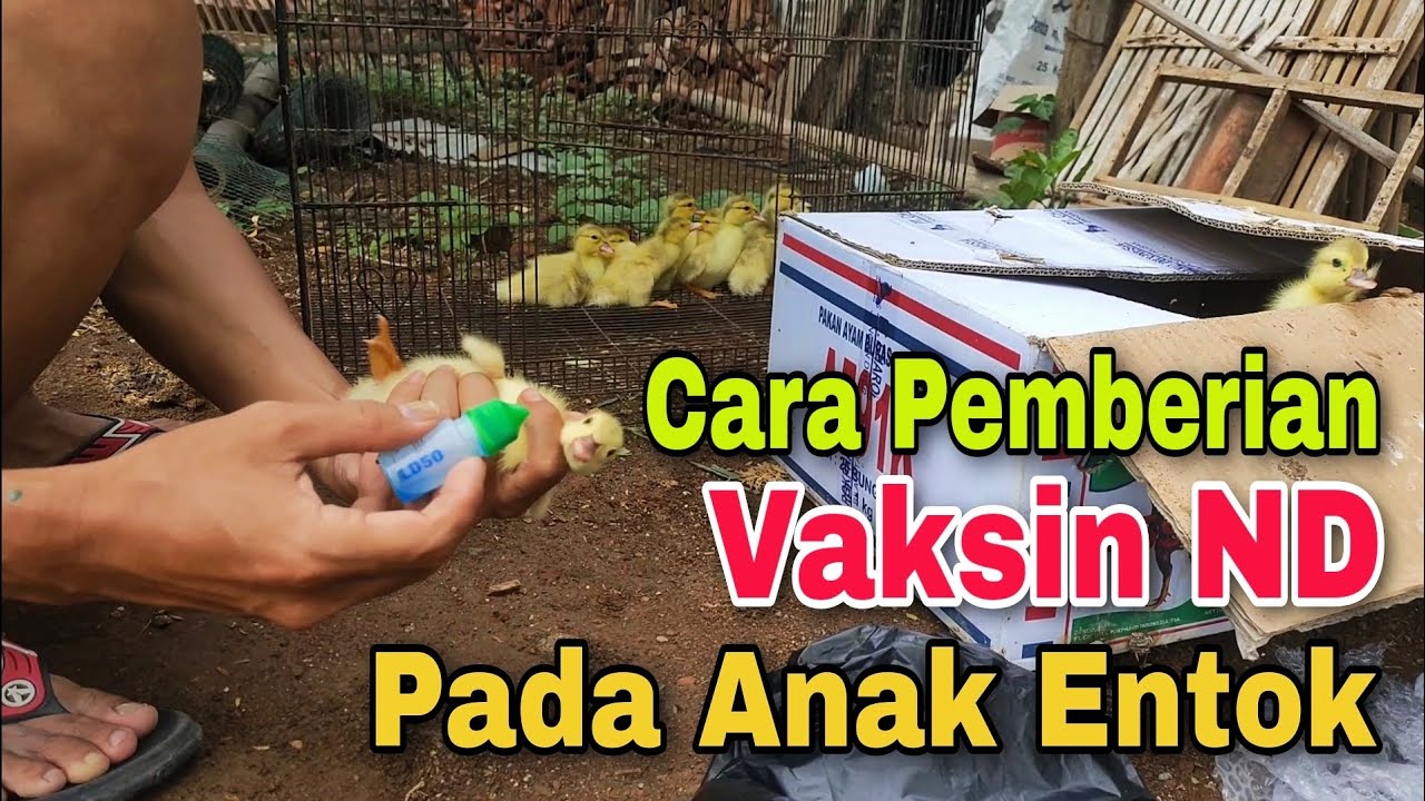 Cara Pemberian Vaksin ND pada Anak Entok