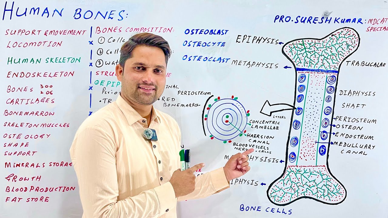 Structure of bone class 12| MDCAT special |Human skeleton| Bones Cells| Hindi Urdu |Pro.Suresh kumar