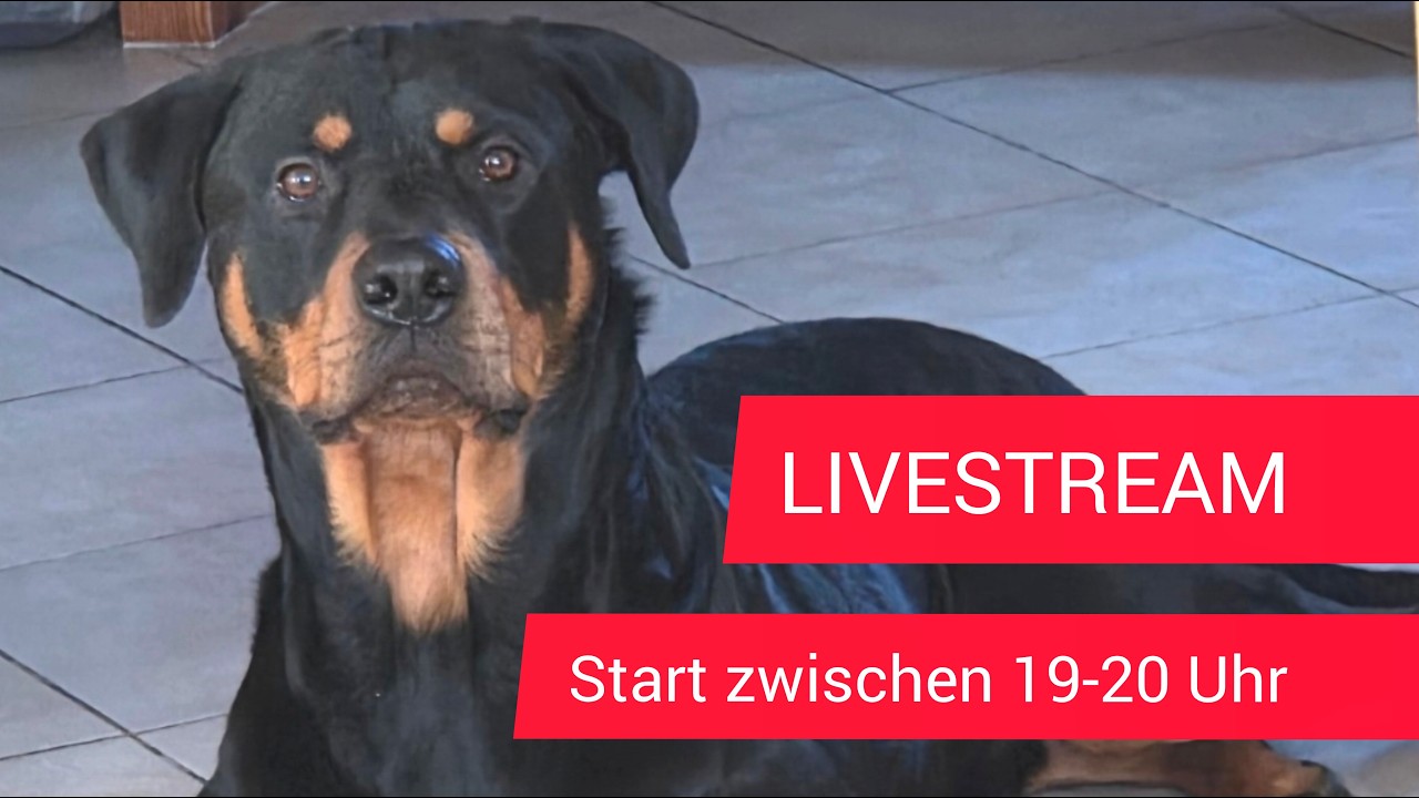 🐾 Live aus der Zentrale – Papa & Ares