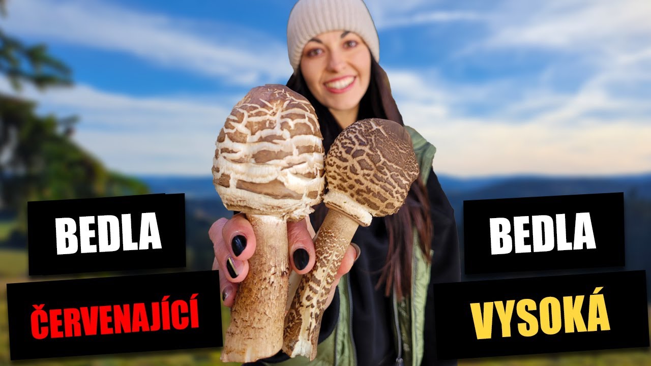 Bedla červenající X bedla vysoká - rozlišení druhů bedel