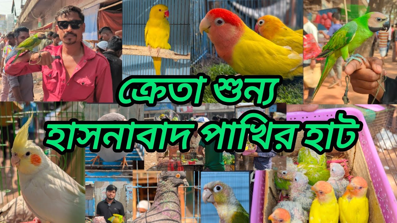 ক্রেতা শুন্য হাসনাবাদ পাখির হাট 🦜| hasnabad pakhir hat |টিয়া পাখি#hasnabad#viral#mirpur#pets#parrot